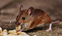 24 Hour & Emergency Exterminators in Humble, TX